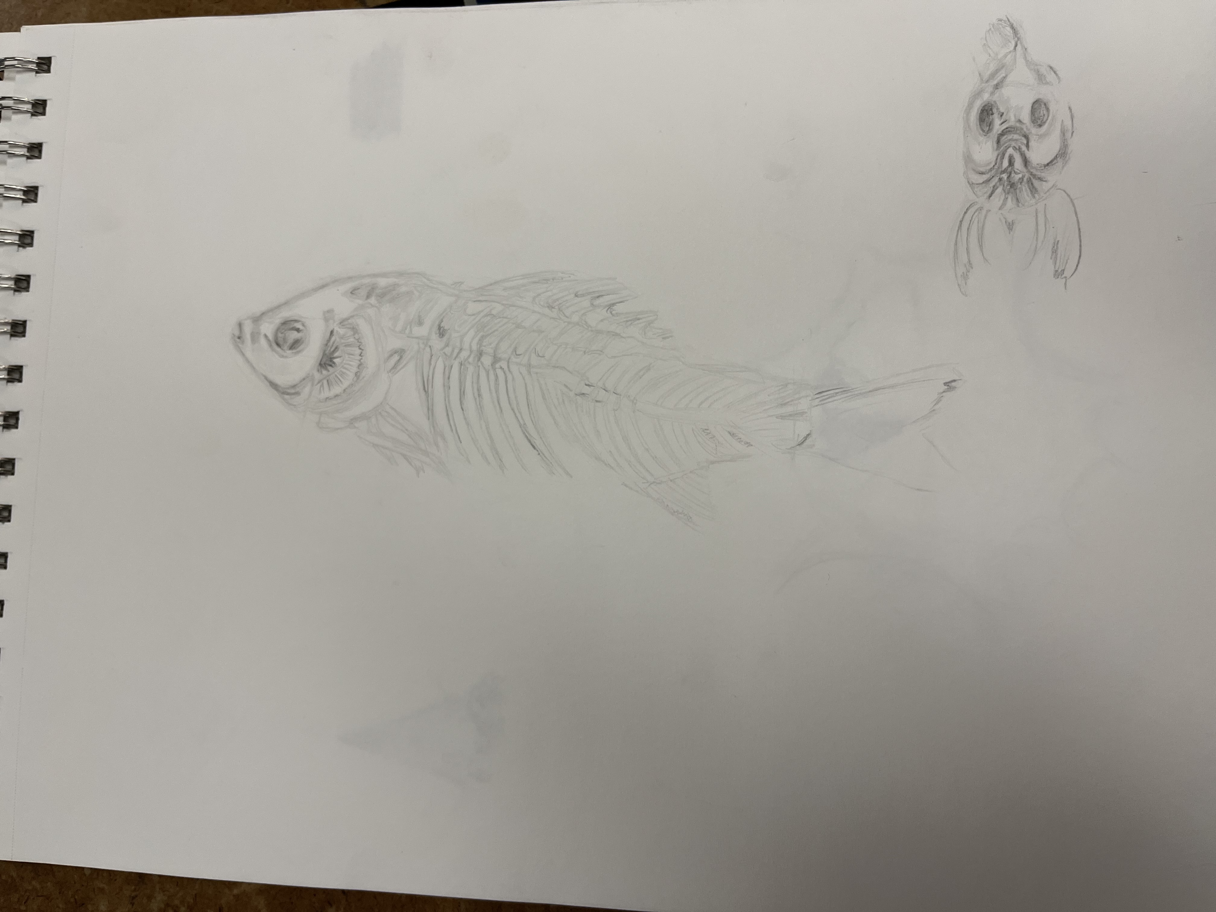 Fish Skeleton